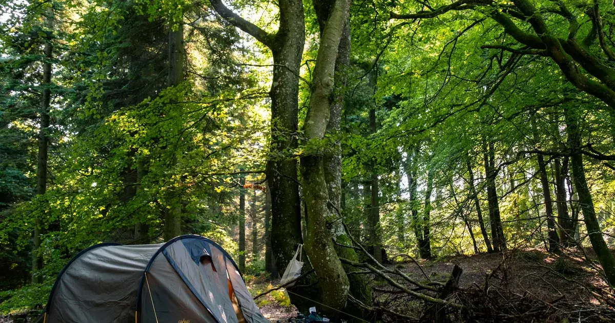 Telt satt opp mellom bøketrær i en skog