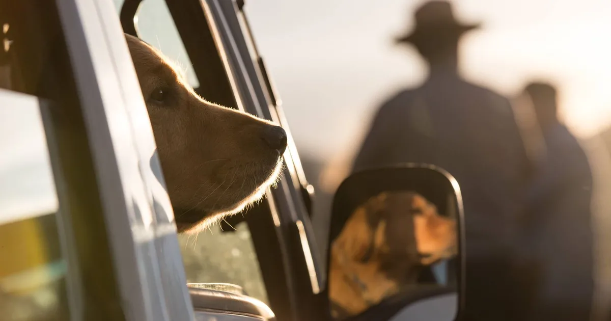 Hund som stikker snuten ut av et åpent bilvindu